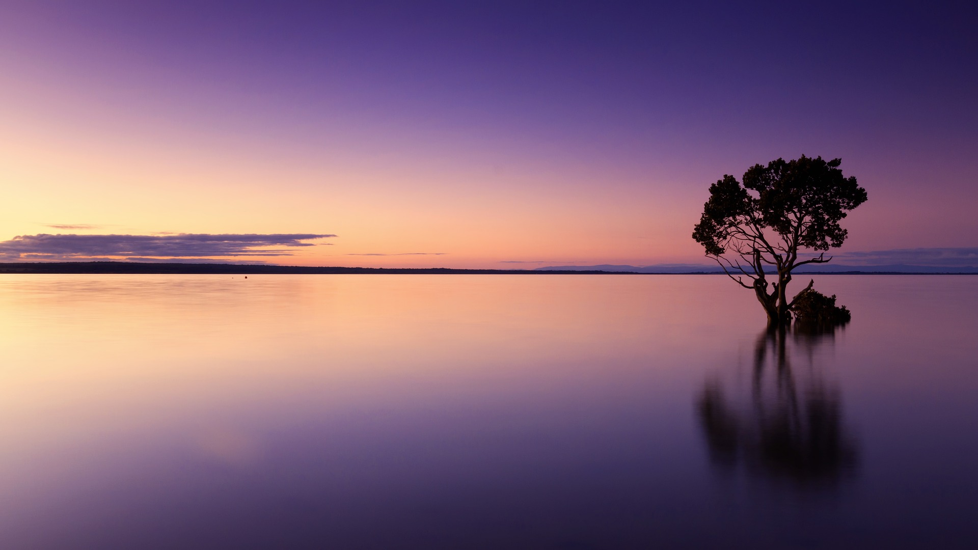 Sunset on the sea with a tree in the water